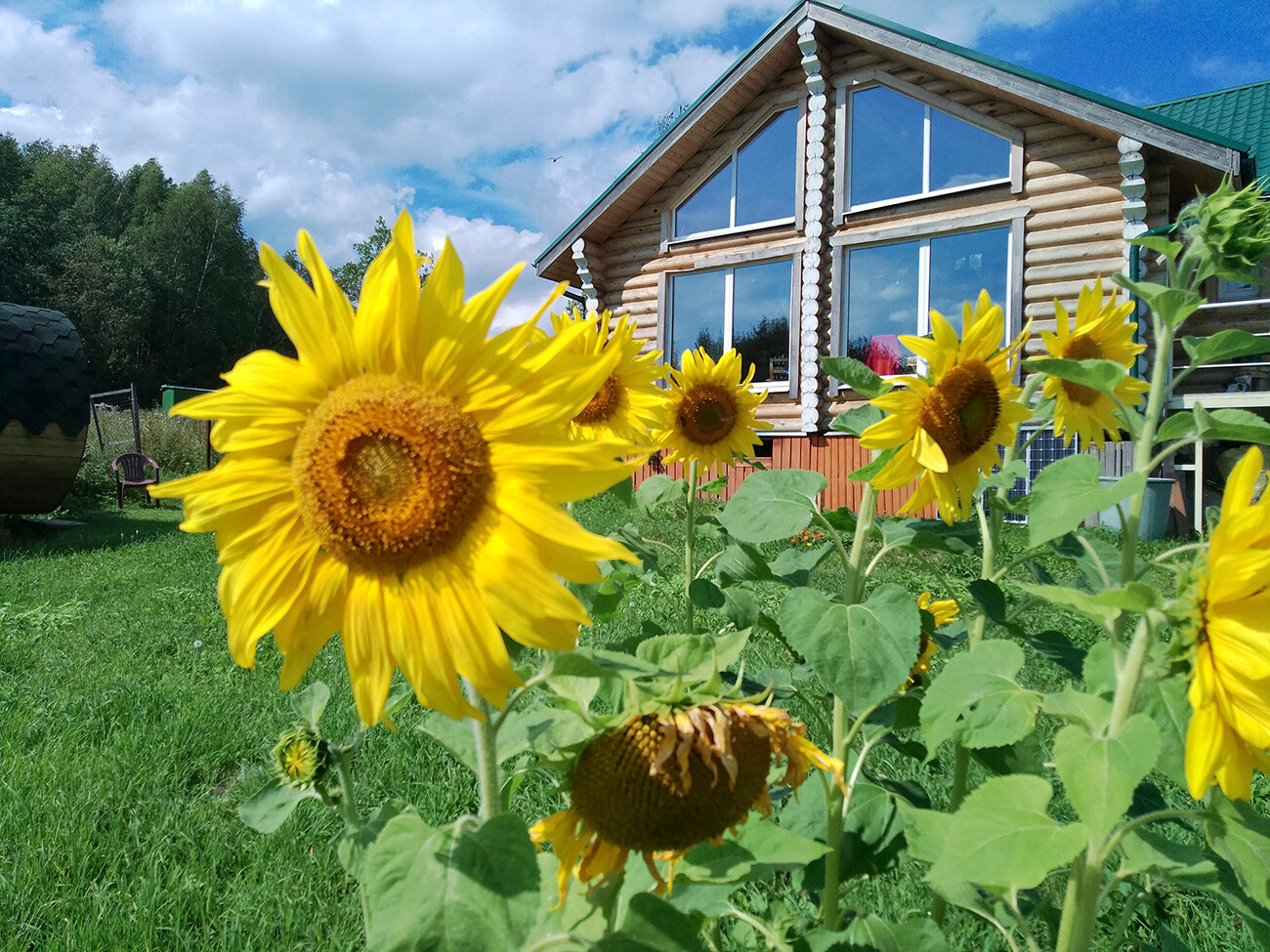 Sunflowers in the yard