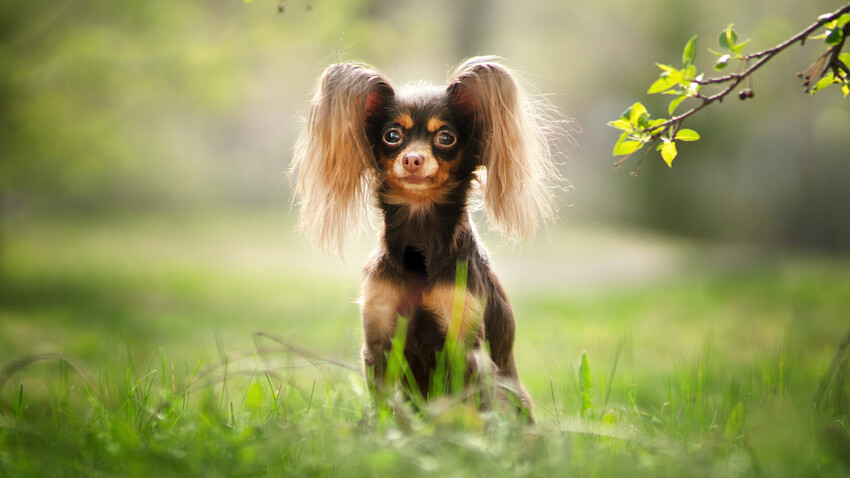 Russian Toy Terrier de pelo longo