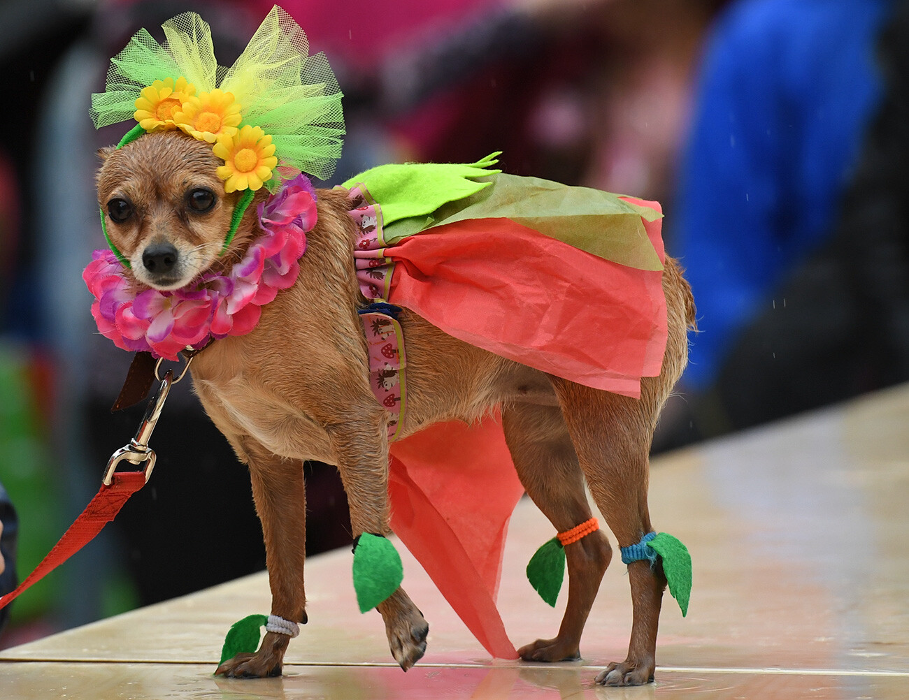 Russian Toy Terrier de pelo curto durante desfile na Rússia