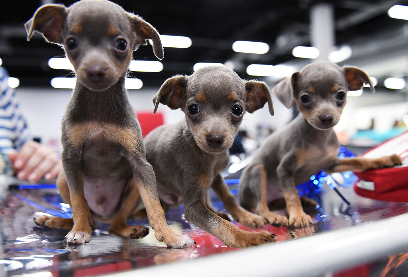 Filhotes de Russian Toy Terrier