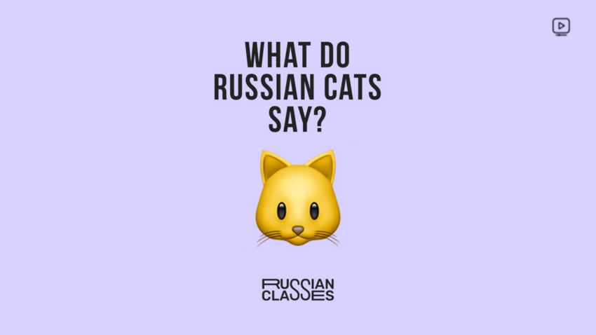 Russian Classes: What do Russian cats say? (VIDEO)
