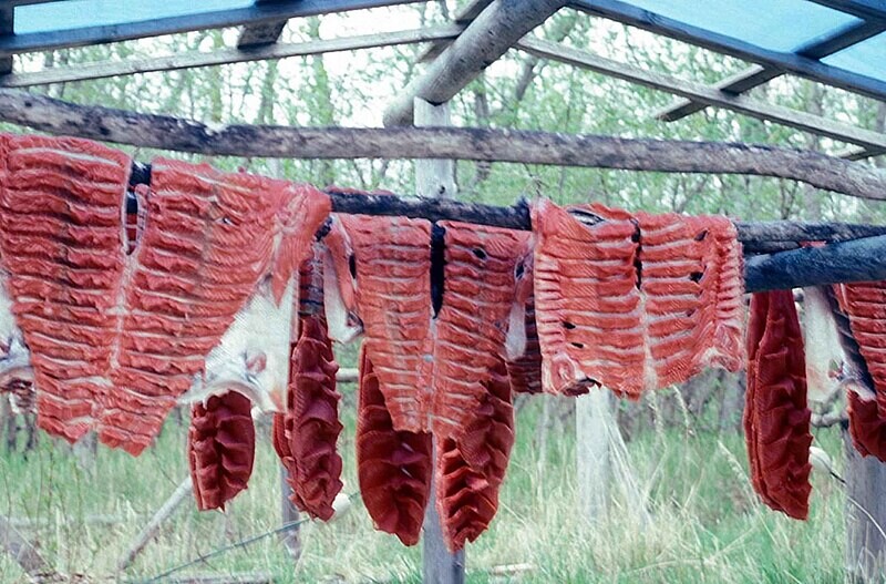 Secado del salmón en población tlingit