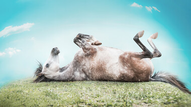 What does the expression “The horse hasn’t wallowed yet” mean?