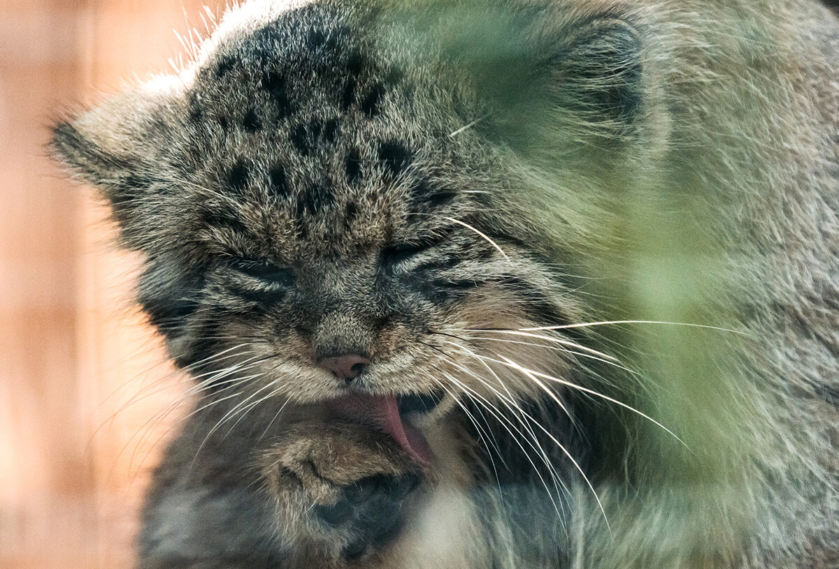 Pallas cat in the enclosure of the Leningrad Zoo. - - -