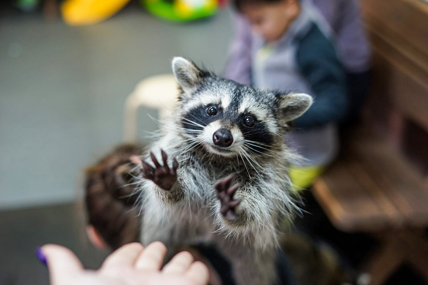 モスクワとサンクトペテルブルクの動物カフェ７選