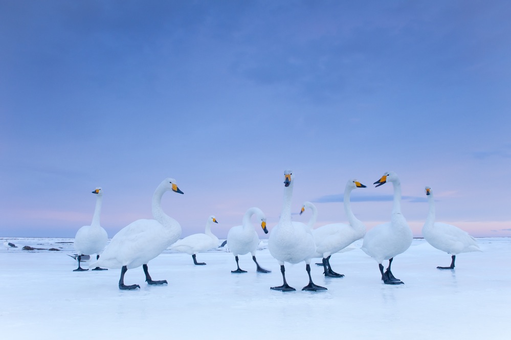 2nd Prize Nature Stories. Stefano Unterthiner, Italy, for National Geographic magazine. Whooper Swans at dawn, Hokkaido, Japan, January.