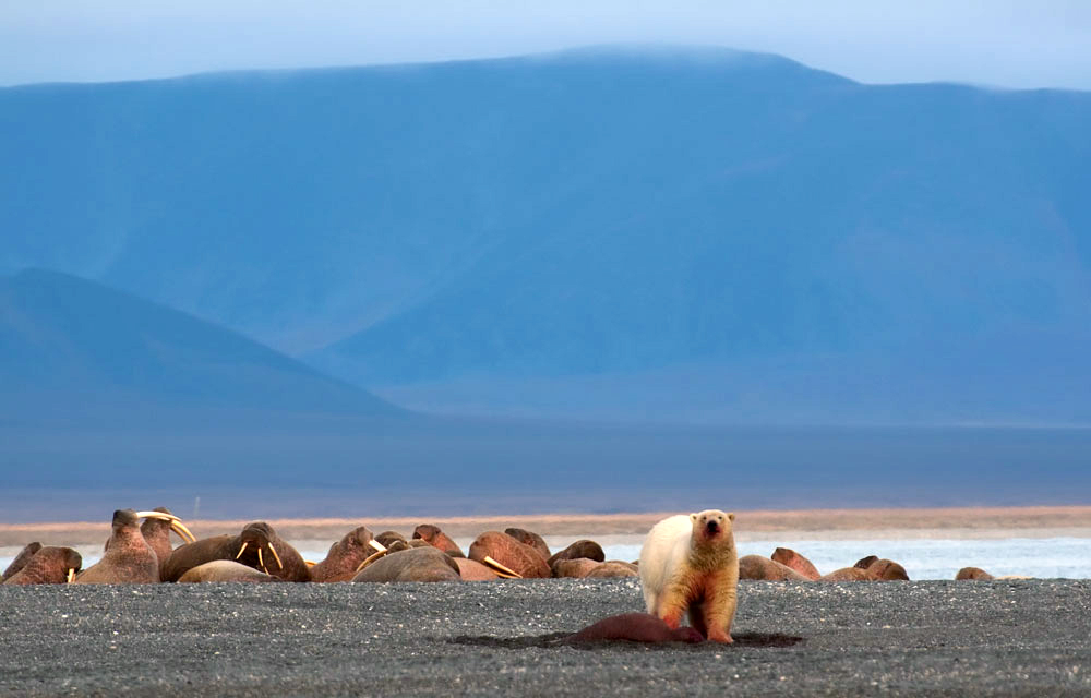 The quarry of one of the polar bears can be shared by more than a dozen others, and both males and females, young and old all get their fill. As the harsh winter sets in the bears spend a lot of time building up fat reserves for hard times ahead.