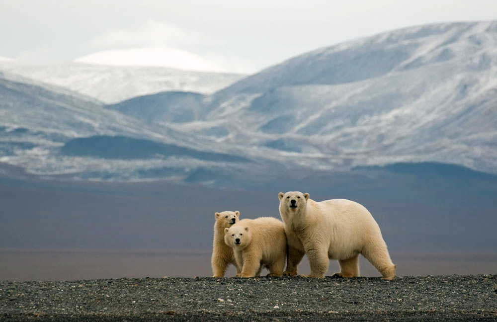 Wrangel Island in Chukotka is famous as “the home of the polar bear”.