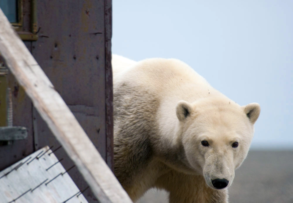 Lead by curiosity, polar bears like to check out human habitation. It is not hard to drive a bear away. Sometimes it is enough to bang a saucepan, or make another loud noise.