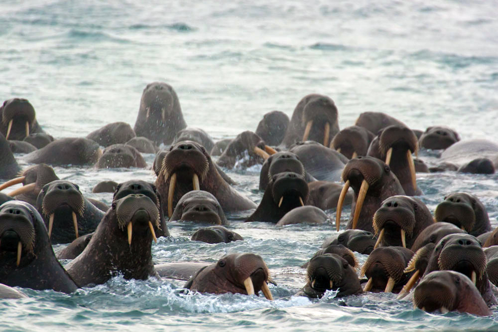 In September, huge numbers of Pacific walruses gather on the beaches of Wrangel Island to rest and gather strength for their big annual migration. As autumn approaches the islands are once again covered in ice, and the polar bears return. When they hunt for food they cause widespread panic at the walrus colonies, with many of the sea mammals being crushed to death as they try to escape.