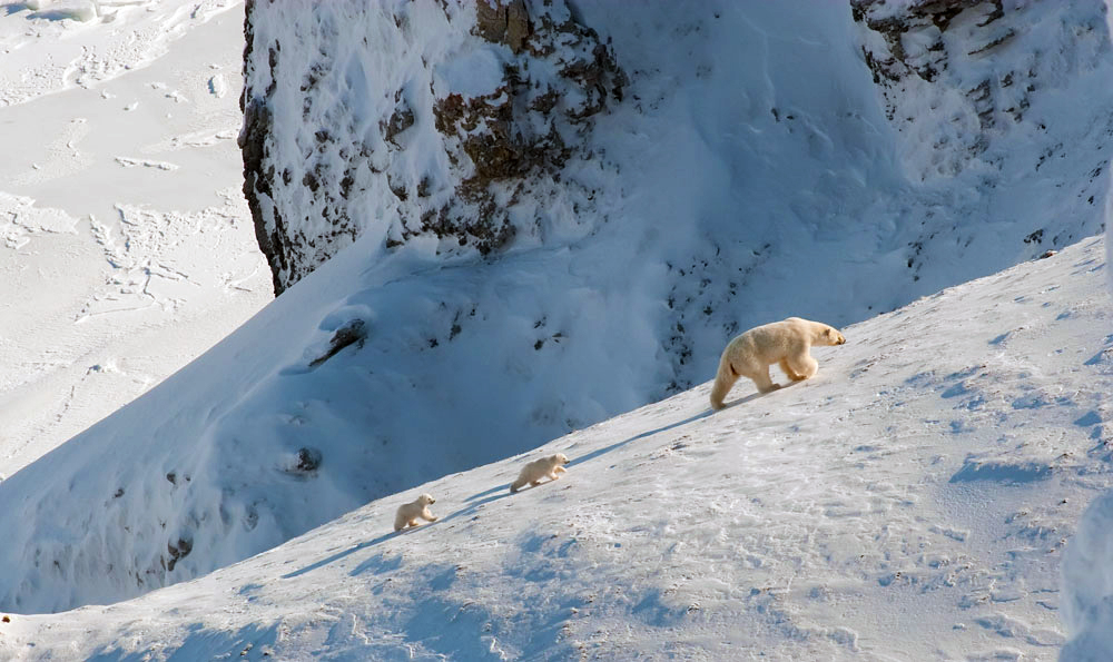 For the first few days the cubs and the mother return to the den every evening before darkness falls and the cold sets in. Their den is also their shelter from the island’s frequent blizzards.