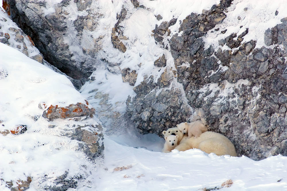 The female bear lies down, closes her eyes and soaks up the sunlight, making herself available to the babies. The cubs gather to her to suckle, and without leaving their mother they start to play a game, which involves licking their mother’s nose every so often. Reluctantly the mother joins in, answering with a lazy wave of her paw, or a nod of her head. She will already have dedicated three months of her life to bringing up these cubs; suckling them, licking the their tiny bodies clean, carefully turning from side to side so as not to crush them, and preparing her offspring for the nomadic life that awaits them. Now they already weigh more than 5kg - they have grown a thick coat of white fur, and they look out at the world from their big black eyes, watching their mother’s every move.