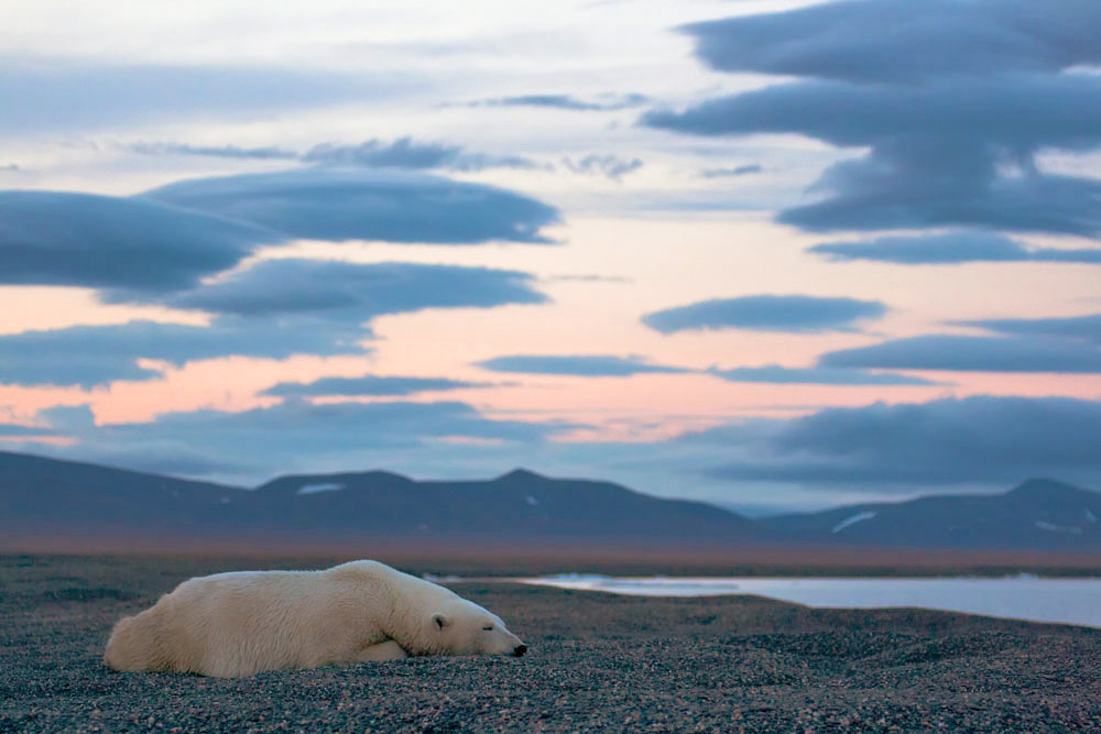 With a belly full of food, the bears seem happy and relaxed, and they spend their days sleeping on the beach and swimming in the sea; and both cubs and adults alike are constantly engaged in playful scuffles. The polar bears are surprisingly cheerful and friendly when amongst their own kind.