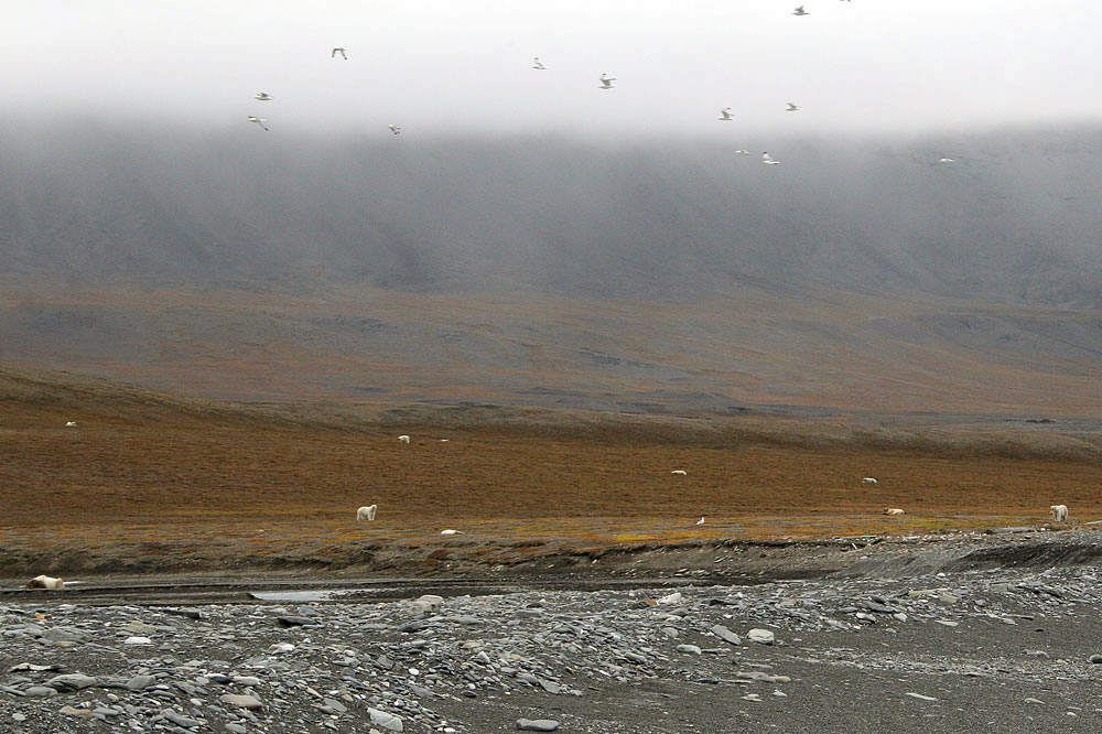 Every year about 500 polar bears build dens and give birth in these nature reserves. Some parts of the island have the highest concentration of polar bear dens in the world: with up to 4-5 in each square kilometre.