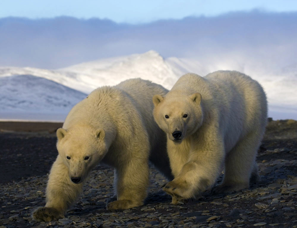 Polar bears are very curious creatures; they take an interest in anything new or unusual, but they are not at all aggressive.