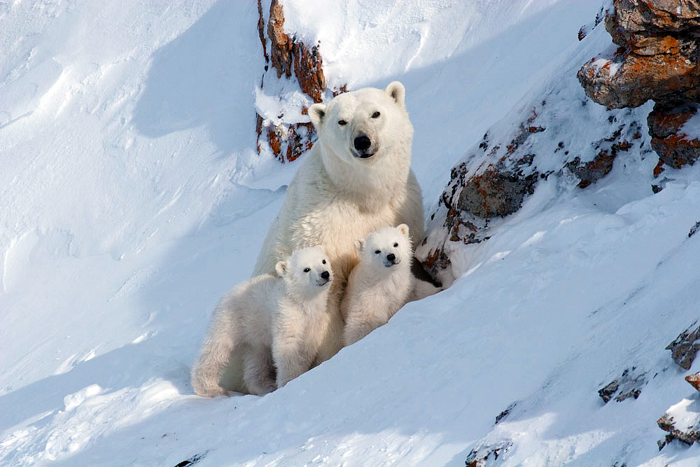 It is quite an incredible experience to watch the mother emerge out of the den with two fluffy cubs in tow. After a long hesitation the mother stretches herself and rolls. The baby bears follow suit and soon they are also turning somersaults in the snow, joyfully discovering their bodies and the world in which they live.