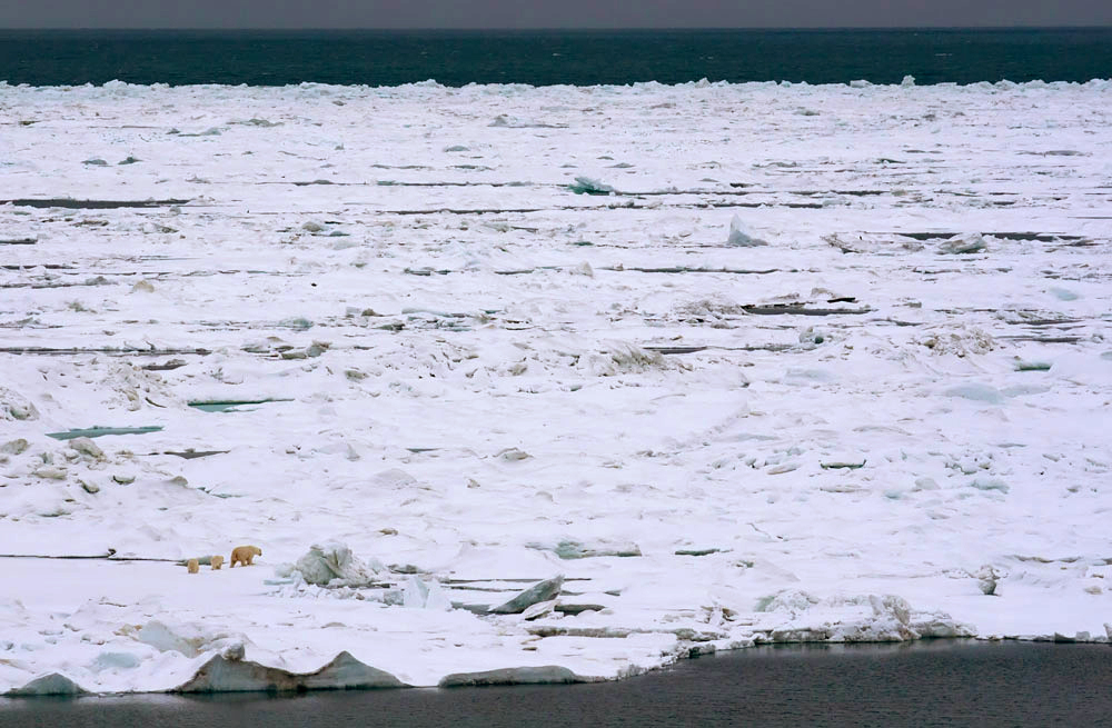 In March the only indication of the coming of spring on these hostile lands are a few polar bear prints in the snow. At around this time of year, the female bears dig a small tunnel out of their dens and let their cubs get a glimpse of the big world outside.