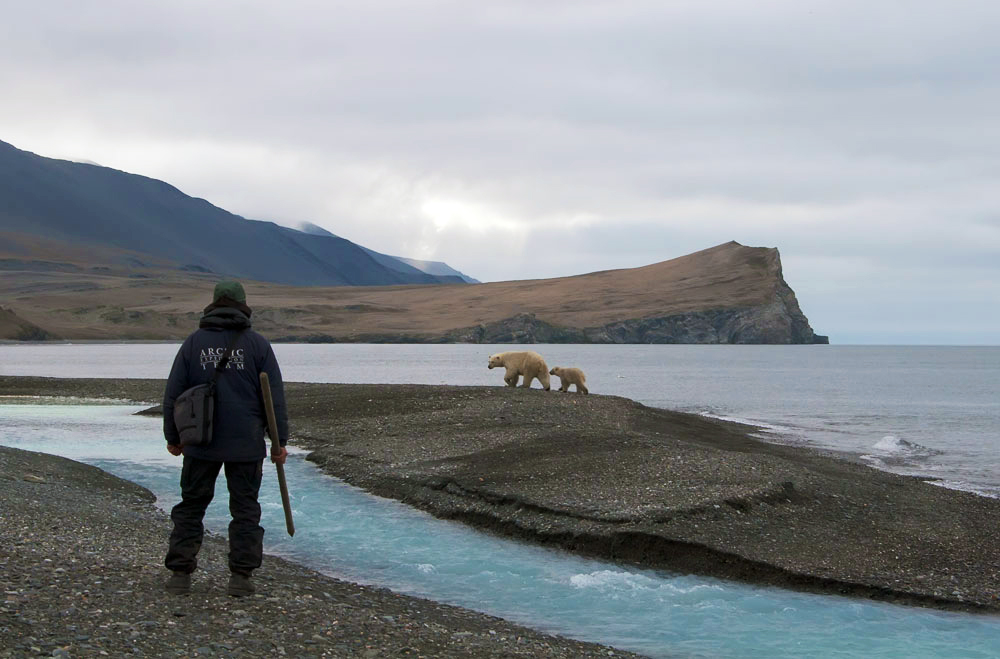 Some people scare them away with a big stick. Surprisingly enough, if you run at a polar bear brandishing a stick up and down in front of you, the predator will probably run away. It’s hard to believe, but this is exactly how people on Wrangel Island drive off bears every year.