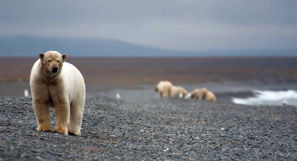 It is as though life in this icy wilderness has taught these creatures to respect each other, and means that if they feel that they are in danger, they prefer to walk away from potential problems, using flight as a means of survival - in the extreme conditions of the Arctic, even a small injury could be fatal.