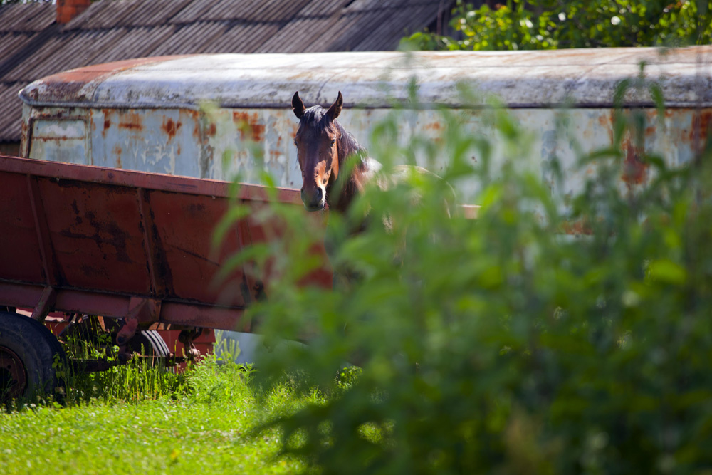 Every man must have a horse in the Caucasus