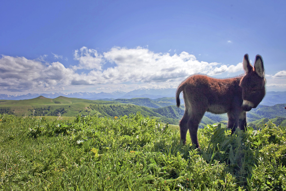 A donkey grazing in the mountains