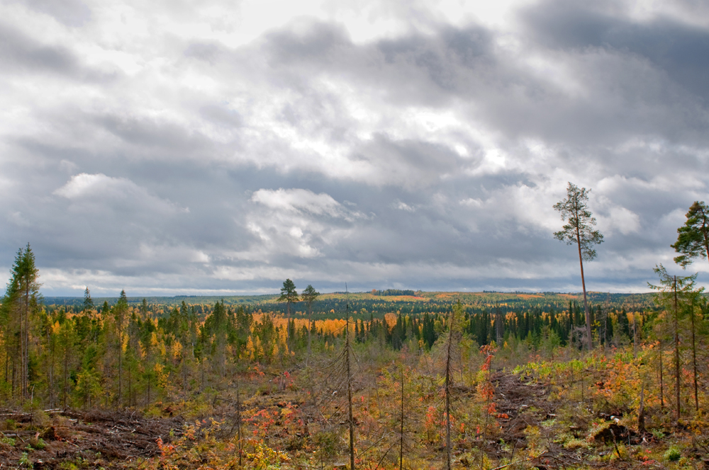 The Virgin Komi Forests ...is a natural UNESCO World Heritage site in the Northern Ural mountains of the Komi Republic. It is the largest (32,800 sq km) virgin forest in Europe. The site corresponds to Russia's Pechora Ilych Nature Reserve and Yugyd Va National Park. Its World Heritage status was defined in 1995, making it the first natural World Heritage site in the country.