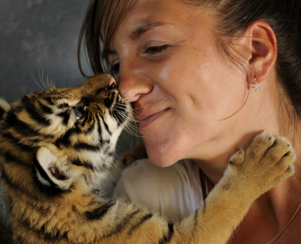 Unfortunately, this is not the first case when zoo workers have had to use dogs to feed tiger cubs rejected by their mothers.