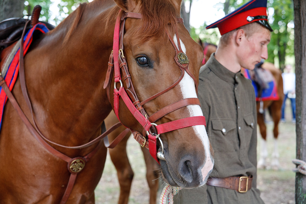 The money raised at the auction in Paris will be spent on the revival of the Don horse.