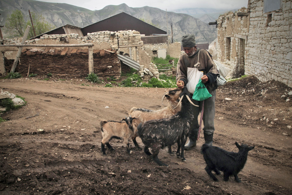 Viehzucht dominiert in Dagestan die Agrarwirtschaft. Besonders Schafe werden in großer Zahl gehalten.