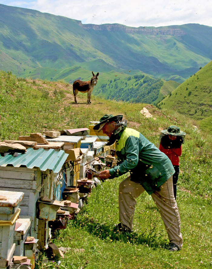 In the mountainous regions, the economy was dominated by the raising of sheep and goats, and also some horses, cattles, mules. The apiculture is also well developped.  Meat and milk products were major components of the Lak (Laks are an indigenous people of Dagestan) diet, although they also grew barley, peas, wheat and some potatoes.