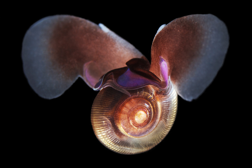 Limacina helicina