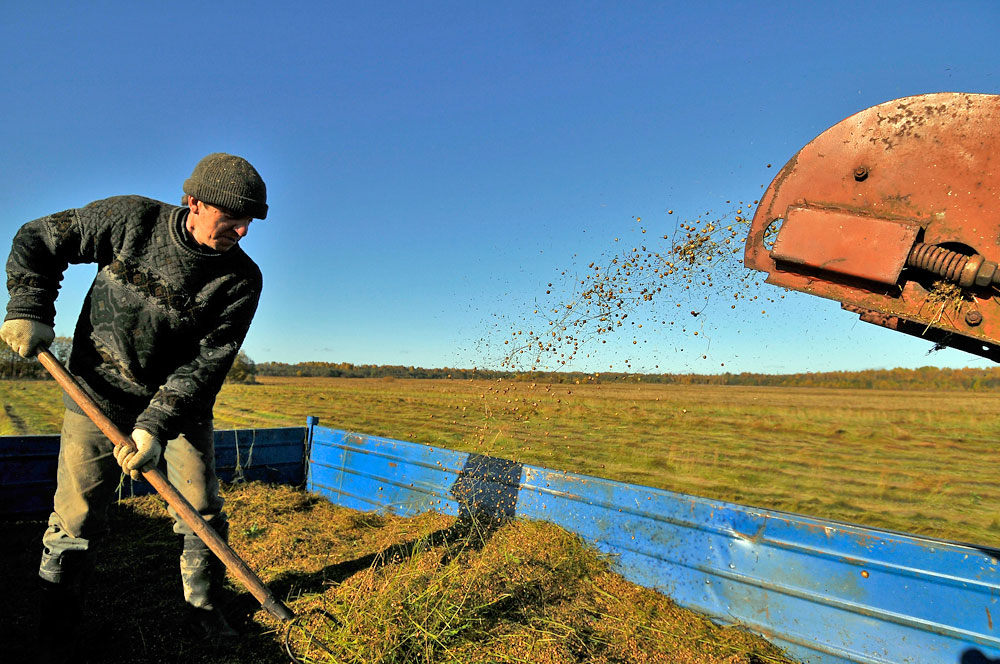 In Russia, two types of ordinary flax are grown: long-stalked flax with a slightly branched inflorescence and a higher stem, mainly used to produce yarn and the stockier ambrose with a highly branched inflorescence, mostly used for seed.