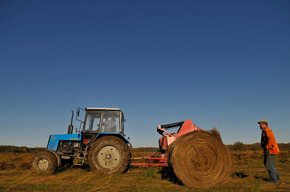 Flax is always pulled up (never cut) to preserve the maximum length of the fibers and also to prevent damage during the subsequent process.