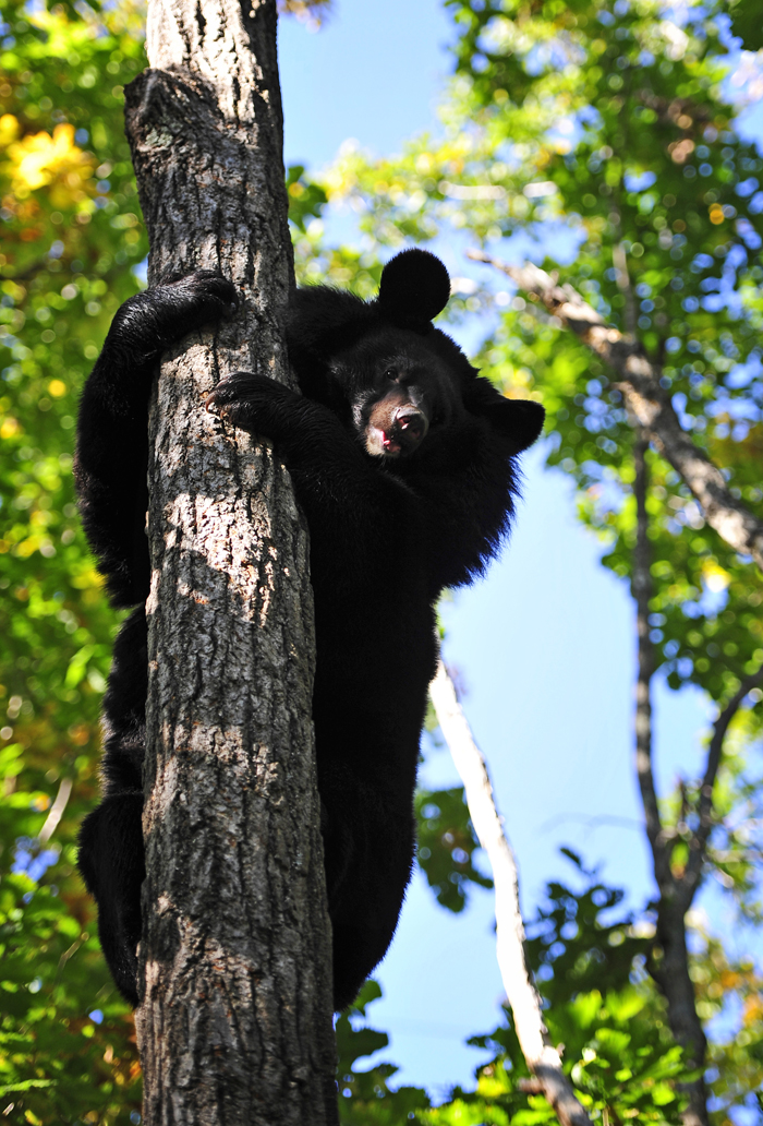 With this in mind, the Primorye Territory’s Hunting Department placed the bears under the guardianship of the Ussuri Society of Hunters and Fishers, which is also allowed to keep and breed wild animals.