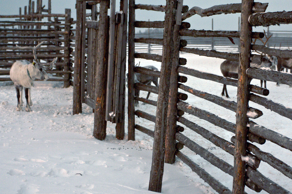 Russian government statistics suggest that there are 47 low-population ethnic minority peoples in Russia, including the Saami and Komi of Lovozero.