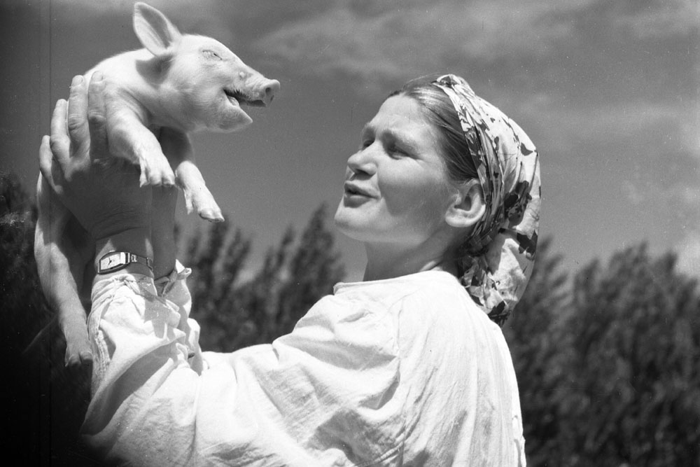 Piglet. 1950s // Ryumkin shooted various events which he faced. He took photographs not only of celebreties, but everyday people of working class. Being notorious photographer did not prevent him to visit remote villages and farms of Russia and other Soviet republics.
