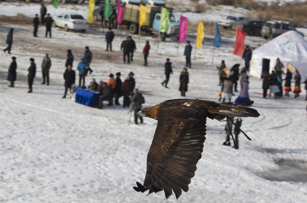 L’aigle royal, comme la plupart des prédateurs plumés d’Europe, est sous la protection de la législation nationale et d’accords intergouvernementaux. Il est répertorié comme une espèce rare dans le livre rouge de la Russie.