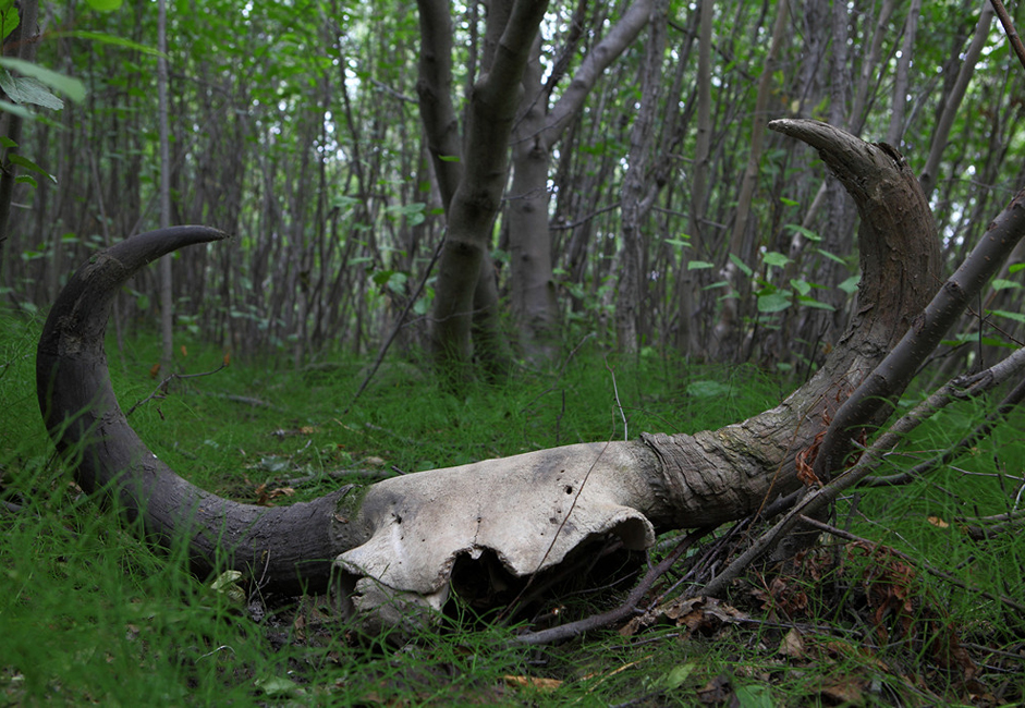 Le crâne d'un bison ancien, qui vivait à l'époque des mammouths, n'est pas la plus précieuse trouvaille. Même s'il est vérifié par un musée, les acheteurs payeront seulement quelques milliers de roubles pour l'obtenir.