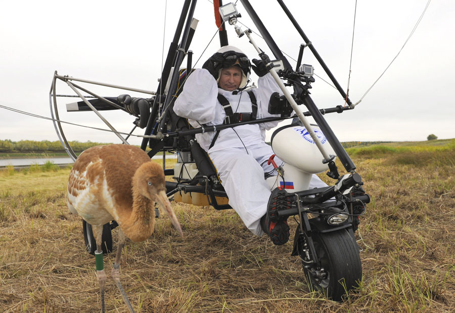 Pada 2012, Presiden Rusia Vladimir Putin berpartisipasi dalam The Flight of Hope, sebuah kegiatan untuk mempromosikan perlindungan bangau Siberia. Didampingi oleh burung bangau muda, sang presiden terbang bersama mereka menggunakan pesawat layang gantung bermotor.