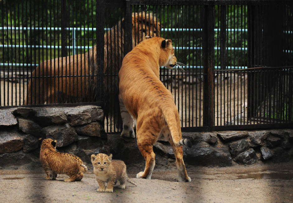 ジータの出生は自然に発生した出来事で、全く意図的なものではなかった。「ユニークな交雑種をつくろうなんて、誰も考えてもいませんでした」と、ノヴォシビルスク動物学公園の上級技術士のローザ・ソロヴィヨワさんは、確信をもって話す。「スペースを節約するために、ライオンとトラ の子を2頭、同じ囲いに入れたんです。それはよくあることです。捕食動物の子は、食べ物をめぐって喧嘩する必要さえなければ、一緒に仲良く過ごせるものです。ライオンとトラの子たちは仲良くなり、跳ね回ったり、鬼ごっこをして一緒に遊んでいました。彼らが成長してきたら、もちろん別々の囲いに入れましたが、2頭の“愛人たち”は動物園全体をひっきりなしに忙しくさせました。