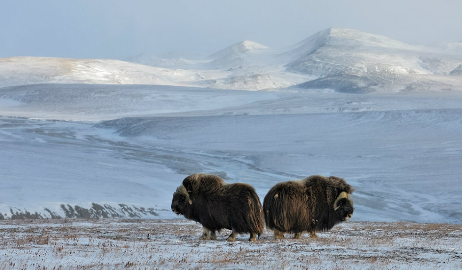 Mošusna goveda s Otoka Vrangelja / Otok Vrangelja nalazi se u Sjevernom ledenom oceanu, a ime je dobilo po slavnom ruskom moreplovcu iz 19. stoljeća, Ferdinandu Petroviču Vrangelju.