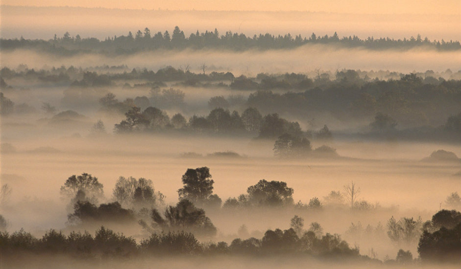Brjanska šuma / Države prirodni rezervat biosfere „Brjanska šuma" nalazi se u Brjanskoj oblasti. Prostire se na površini od 121.000 km². Nalazi se na popisu rezervata biosfere UNESCO-a. Najbliži grad je Trubčevsk.