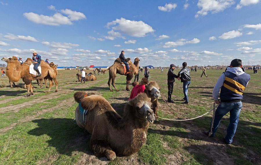 La ville de Tri Potoka (Trois canaux), située en Astrakhan à 1400 km de Moscou, accueille des courses de chameaux sur sa piste - un événement peu commun en Russie. Cette manifestation spectaculaire existe depuis 2006. Cette année, les jockeys et leur fidèles chameaux se sont rassemblés sur le camélodrome, ainsi que des amateurs de spectacles fascinants et uniques en leur genre.