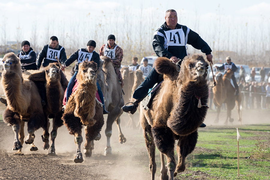 ラクダは非常に頑固なので、熟練した騎士しかラクダを走らせる事が出来ない。ラクダの体重は平均１トンであるが、レースでは馬と同じぐらいのスピードで走ることができる。