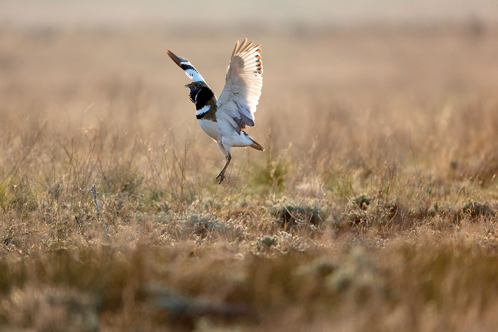 A oblast de Ástrakhan é um reduto de paz temporário a pássaros como o sisão (Tetrax tetrax), listado no Livro Vermelho. Ele faz ninhos ocasionalmente na fronteira norte da região, e no outono revoadas migratórias aparecem com até 100 pássaros.