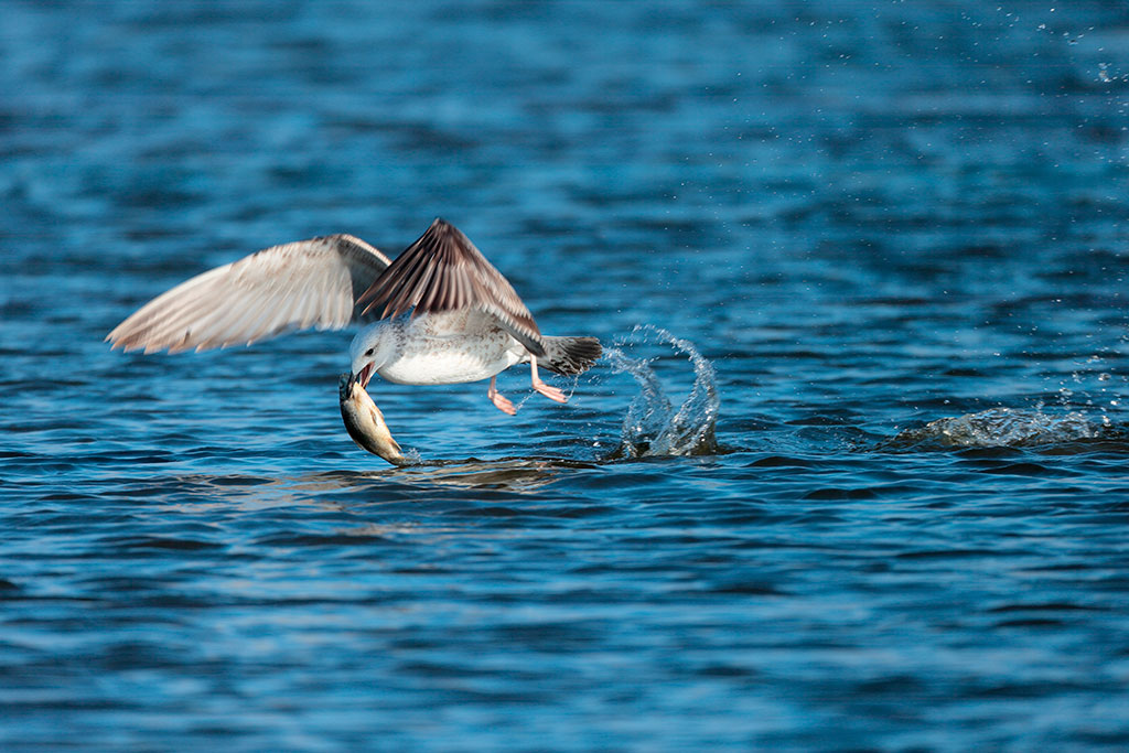 Le delta de la Volga (toutes ces photos ont été prises dans le district d'Astrakhan), abrite l'une des populations d'oiseaux les plus importantes sur le continent eurasiatique, lors des périodes migratoires. À certaines périodes, la réserve naturelle compte 283 espèces d'oiseaux. La majorité de l'avifaune locale se compose d'oiseaux aquatiques, à l'image du goéland pontique.