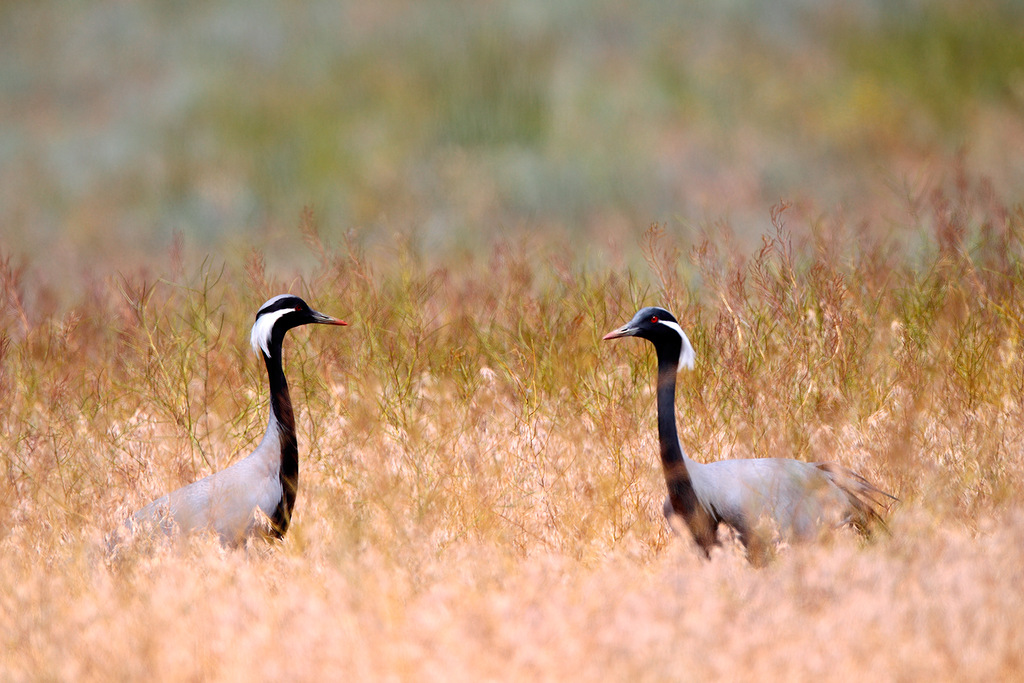 Les migrations durent ici neuf mois, de mars à novembre. Le voyage de la grue demoiselle (Anthropoides virgo) la mène vers le Tchad, le Soudan, la péninsule arabique et l'Inde.