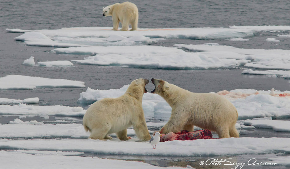 11/15. Без сумње, највећу инспирацију за фотографе представља животињски свет. Арктик настањују бројне јединствене врсте животиња. Осим поларног медведа, овде живе и мошусно говече, дивљи ирвас и муфлон.