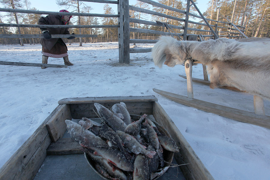 Khanty settlements have a direct tie to oil drilling (NB! 51% of the oil produced in Russia comes from Khanty–Mansi Autonomous Region). Khant Vitaly describes it in the following way: the Khanty have always settled by rivers that have a lot of fish in the winter. The fish, in turn, is found where oilfields are (because “black gold” has a higher temperature than water and the oxygen the fish need to live emerges under the ice). As such, oil is drilled in places inhabited by the Khanty who are evicted from them.