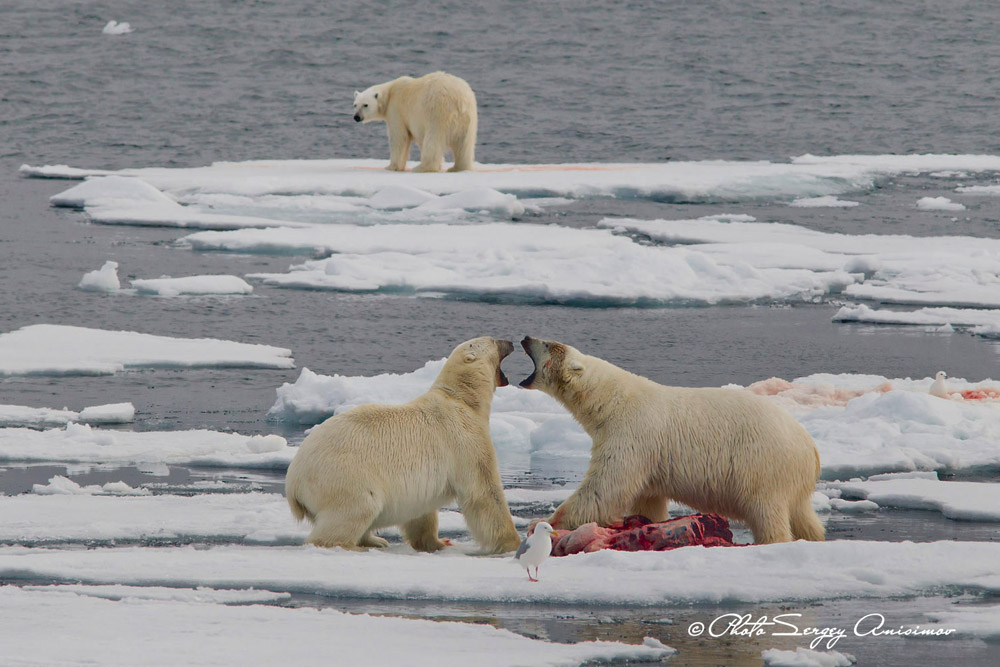 Pour un photographe, la plus précieuse des découvertes est indubitablement la faune. L'Arctique est habité par de nombreuses espèces animales uniques. Outre les ours polaires, la région abrite des bœufs musqués, des rennes sauvages et des mouflons.